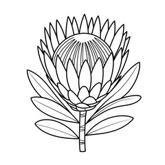 protea flower vector illustration coloring page 
