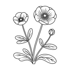 buttercup flower coloring page line art