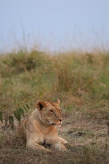 Lioness Resting in Golden Evening Light