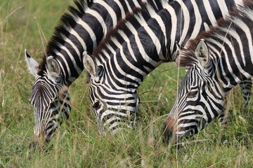 Zebras Grazing Close-Up