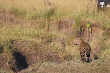 Leopard Standing in Grass