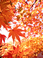 紅葉したカエデの木