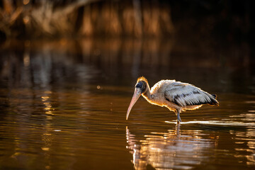 Wood Stork wading in the soft morning light, gracefully searching for food in the calm waters.