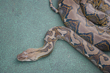The reticulated python (Malayopython reticulatus) is known for its distinctive pattern of diamond-shaped markings.