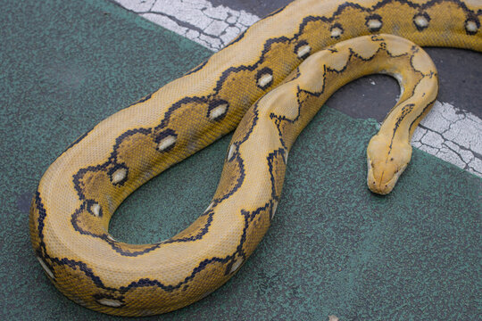 The reticulated python (Malayopython reticulatus) is known for its distinctive pattern of diamond-shaped markings.