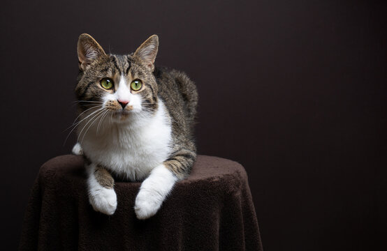 tabby white cat with green eyes resting on stool covered with brown blanket, looking to the side