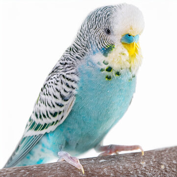 A bird parrotlet or parakeet perched forward on a bright white backdrop, detailed feathers, cute bird for education