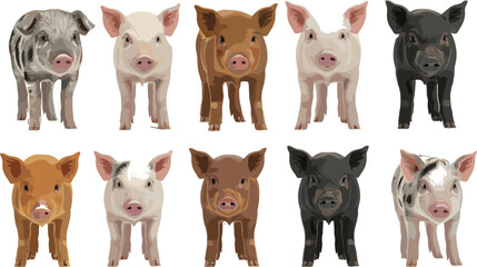 Cute piglet vector set featuring diverse farm animal colors, markings, and breeds for children’s illustrations, education, and livestock graphics.