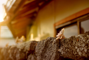 Close-up of a stone wall adorned with a delicate flower, capturing the essence of Jeju Islands natural beauty