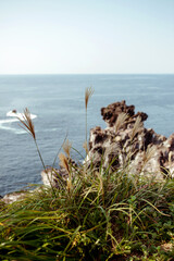 Tall grasses sway gently by the rocky shore, illustrating the natural charm of Jeju Islands coastal landscape