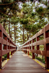 Jusangjeolli, Jeju Island, South Korea, 10.10.2015: A wooden pathway leads through tall trees, inviting exploration of Jeju Islands enchanting nature