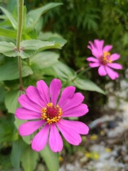 Obraz premium Pink Zinnia Bloom