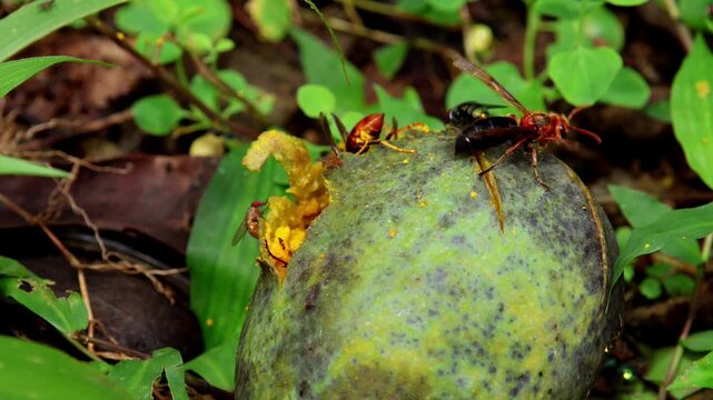 Detailed closeup captures a territorial fight between black-bellied hornets and Asian hornets competing for a ripe mango in the lush monsoon habitat of Himachal Pradesh, India.