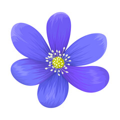 Realistic blue purple hepatica nobilis or liverleaf flower illustration isolated on white background