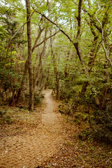 Winding trail surrounded by ancient trees on Jeju Island, showcasing the islands rich biodiversity and natural allure