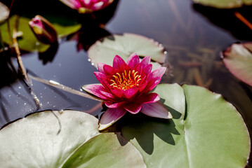 Delicate pink water lily blooming on Jeju Island, reflecting tranquility and natural beauty in a serene pond