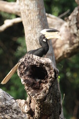 Sri Lankan Birds in the Wild, Sri Lanka 