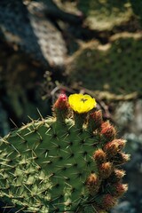 cactus nopales y flores 
