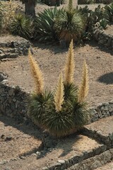 Amole de Tehuac&aacute;n