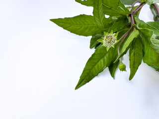 urang-aring or Eclipta prostrata leaves isolated on white background. Herbal plant for hair care and traditional medicine in indonesia and tropical regions. closeup