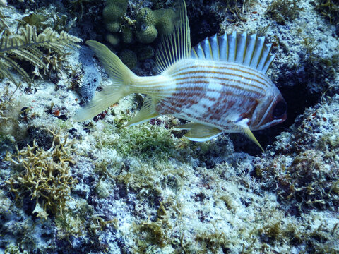 Squirrelfish Close-Up Detail on Caribbean Coral Reef
