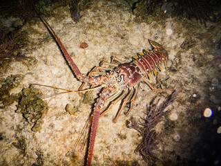 Caribbean Spiny Lobster on Sandy Bottom During Night Dive