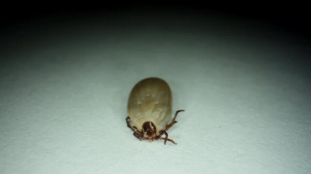 Macro close-up of an engorged tick crawling on white surface. The parasite is shown in high detail, highlighting its swollen body, legs, and natural movement POV view