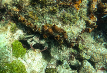 Crab on Coral Reef with Orange Tube Sponges and Green Algae