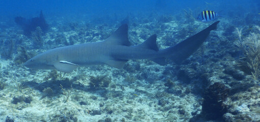 Nurse Shark Swimming Close to Caribbean Reef Bottom