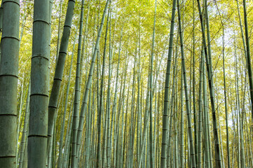 青々とした竹林