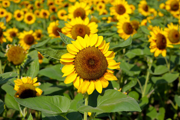 Blooming sunflower fields. Beautiful yellow flower