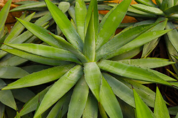 Obraz premium Agave plants, possibly Agave americana or Agave angustifolia, with long, pointed, succulent leaves