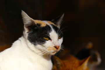Three-color cat looking sideways with yellow eyes.