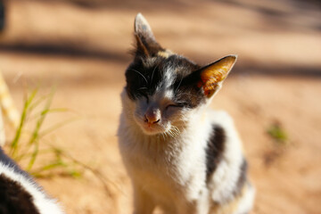 Small black and white kitten squinting in bright light.