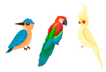 Naklejka premium Set of different type bird illustration, colorful parrot png
