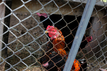 Chickens on the farm, close-up