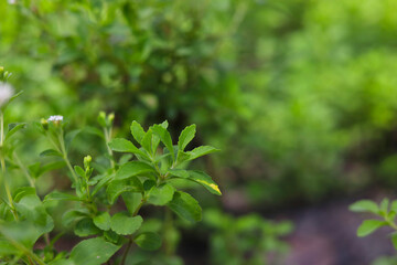 Fresh green leaves stevia plant