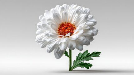 A single white chrysanthemum flower with a vibrant orange center on a plain background.