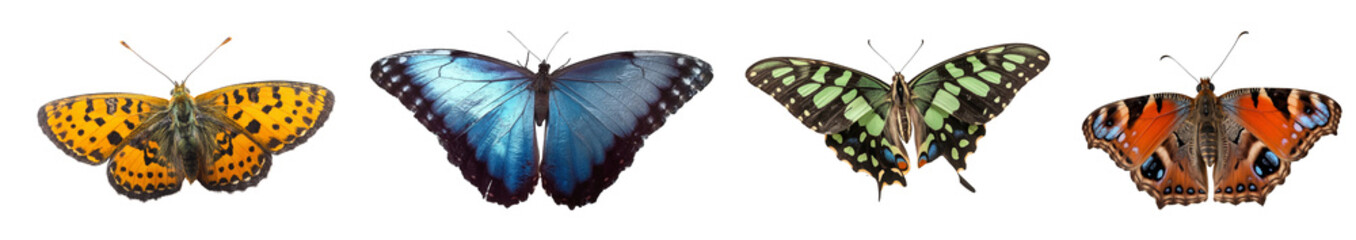 assorted butterflies, isolated on white background.