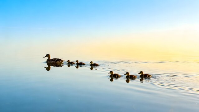 Peaceful sunrise scene with a row of ducks gliding across still water leaving gentle ripples in warm light - Powered by Adobe