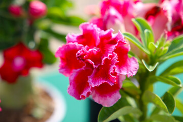 Adenium obesum, Desert rose flowers in full bloom.