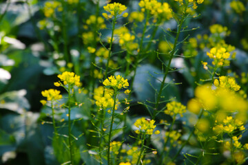 Choy Sum or flowering white cabbage growing in a garden bed