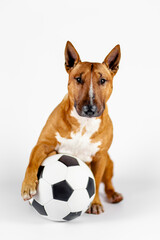 Bull terrier with a ball on a white background.