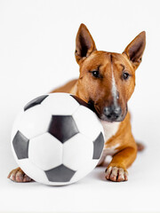 Bull terrier with a ball on a white background.