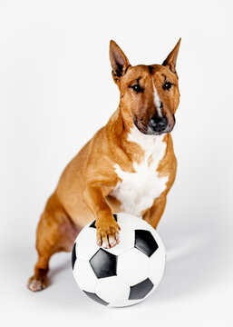 Bull terrier with a ball on a white background.