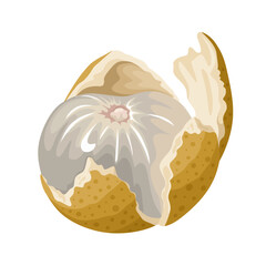 Illustration of peeled longan fruit, isolated on white background