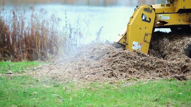 Professional stump grinding machine cutting through a tree stump near a pond. The powerful rotating blade chips wood into mulch