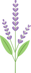Illustration of a lavender plant with purple flowers and green leaves on a white background.