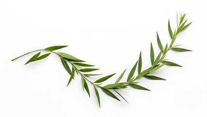 Obraz premium Curved Green Branch with Fresh Leaves on White Background