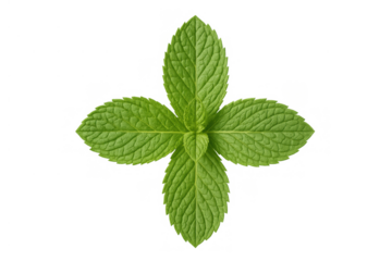 Fresh green mint leaves sprig in a cross shape, aromatic herb, cooking ingredient, transparent background